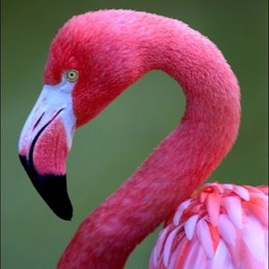 Meet your Posher, Chloe